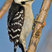 Downy Woodpecker